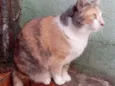 Gato raça Srd idade 1 ano nome Fumaça lindíssima 