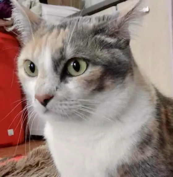 Gato raça Srd idade 1 ano nome Fumaça lindíssima 