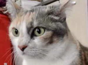 Gato raça Srd idade 1 ano nome Fumaça lindíssima 