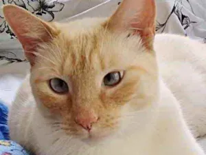 Gato raça Srd idade 1 ano nome Pepe lindo gatinho 