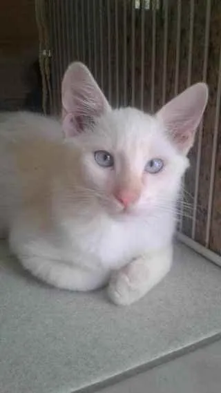 Gato raça Mistura com persa e siamês idade 2 a 6 meses nome Apolo
