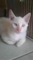 Apolo