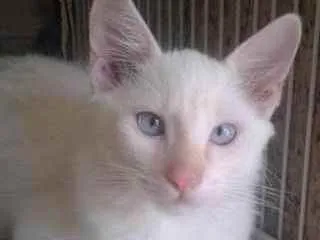 Gato raça Mistura com persa e siamês idade 2 a 6 meses nome Apolo