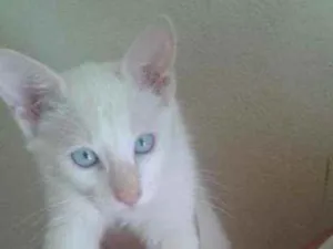 Gato raça Mistura com persa e siamês idade 2 a 6 meses nome Zeus