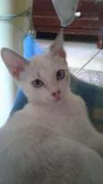 Atena