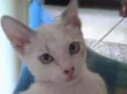 Atena