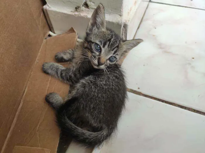 Gato ra a  idade Abaixo de 2 meses nome Não tem