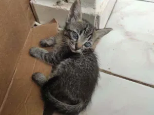 Gato raça  idade Abaixo de 2 meses nome Não tem