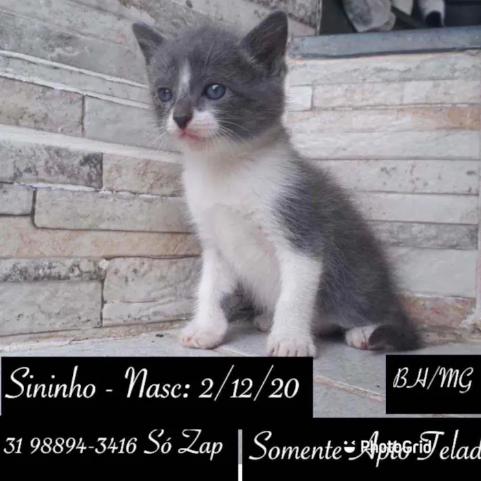 Gato raça SRD idade Abaixo de 2 meses nome Sinhinho