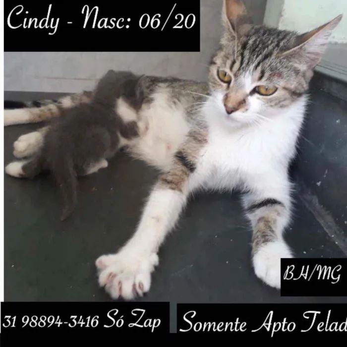 Gato raça SRD idade 7 a 11 meses nome CINDY