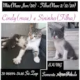 Cindy e Sininho