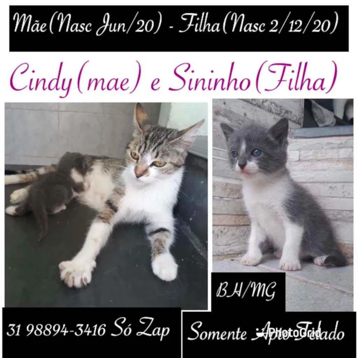 Gato raça SRD idade 2 a 6 meses nome Cindy e Sininho