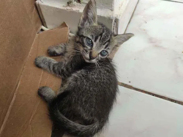 Gato ra a  idade Abaixo de 2 meses nome Não tem