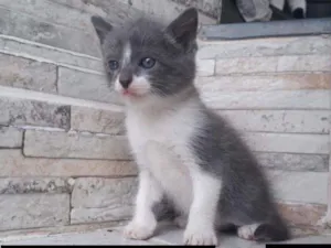 Gato raça SRD idade Abaixo de 2 meses nome Sinhinho