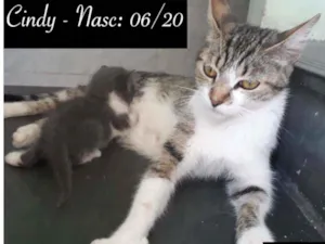 Gato raça SRD idade 7 a 11 meses nome CINDY