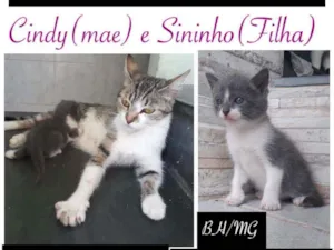 Gato raça SRD idade 2 a 6 meses nome Cindy e Sininho