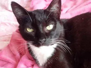 Gato raça Srd  idade 2 anos nome Ariane linda fofa 