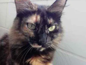 Gato raça Srd idade 3 anos nome Menina belíssima 