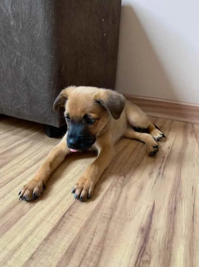 Cachorro ra a SRD idade Abaixo de 2 meses nome Alice