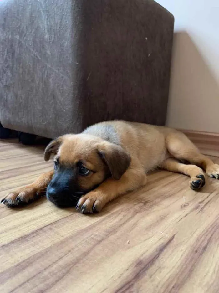 Cachorro ra a SRD idade Abaixo de 2 meses nome Alice