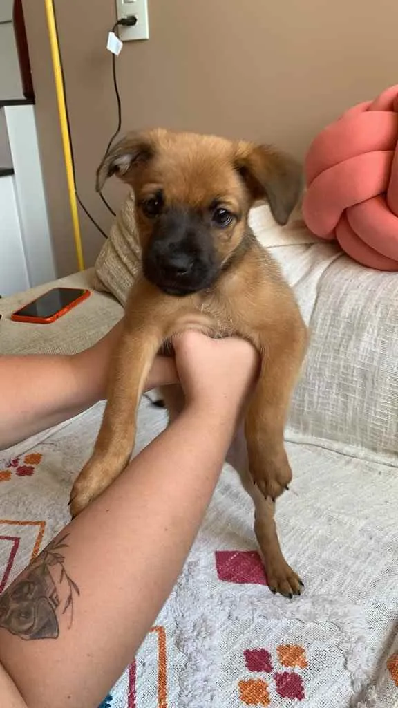 Cachorro ra a SRD idade Abaixo de 2 meses nome Alice
