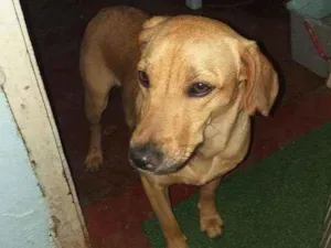 Cachorro raça Viralata idade 1 ano nome Leão