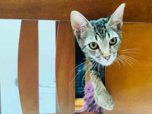 Gato raça Vira lata idade 2 a 6 meses nome Dina