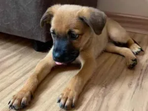 Cachorro raça SRD idade Abaixo de 2 meses nome Alice