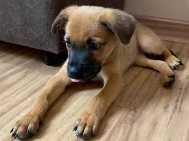 Cachorro ra a SRD idade Abaixo de 2 meses nome Alice