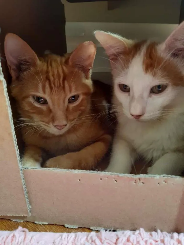 Gato raça srd idade 2 a 6 meses nome Irmãos