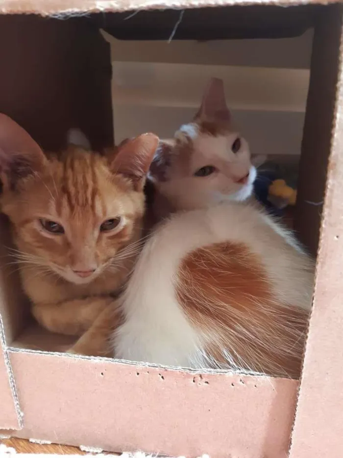 Gato raça srd idade 2 a 6 meses nome Irmãos