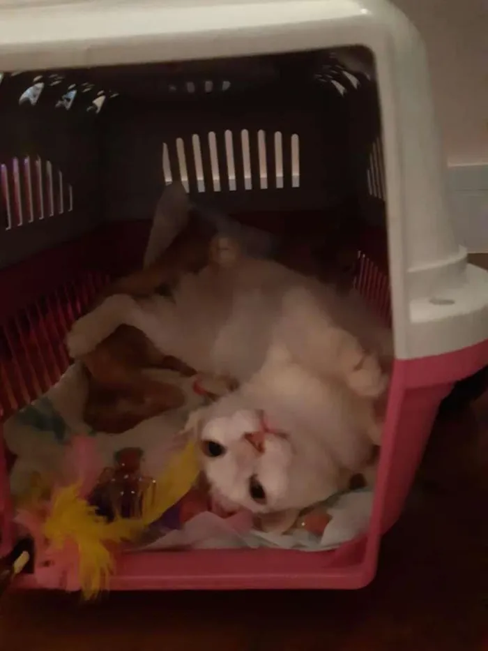 Gato raça srd idade 2 a 6 meses nome Irmãos