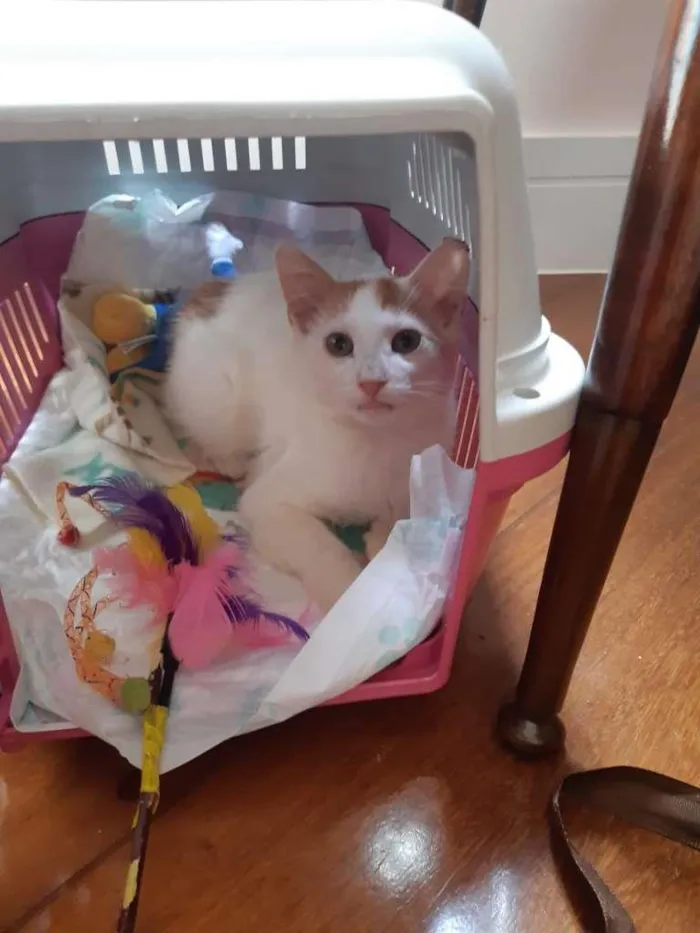 Gato raça srd idade 2 a 6 meses nome Irmãos