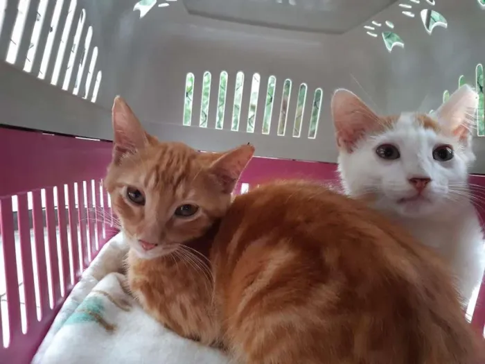 Gato raça srd idade 2 a 6 meses nome Irmãos