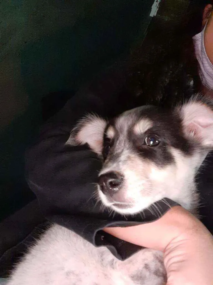 Cachorro raça Acho que é vira lata  idade Abaixo de 2 meses nome Não sei 