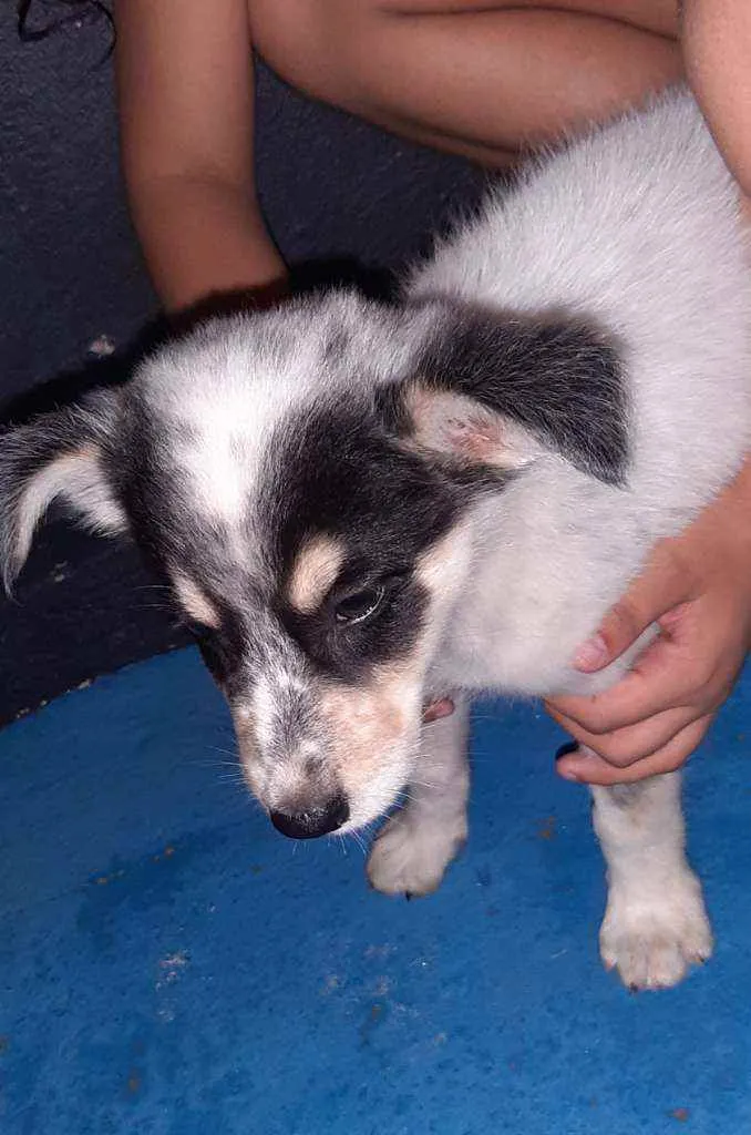 Cachorro raça Acho que é vira lata  idade Abaixo de 2 meses nome Não sei 