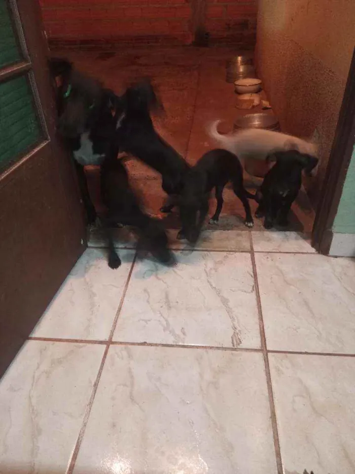 Cachorro ra a Vira lata idade 2 a 6 meses nome Não tem