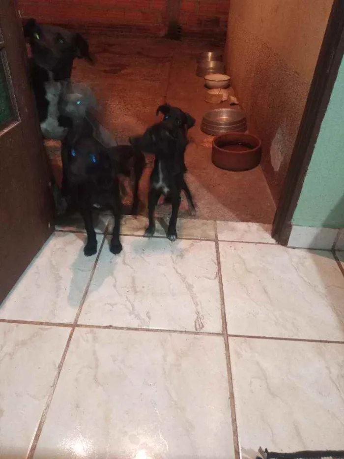 Cachorro ra a Vira lata idade 2 a 6 meses nome Não tem