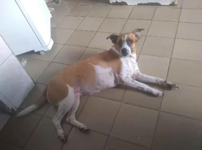 Cachorro ra a Vira lata idade 6 ou mais anos nome Caçula