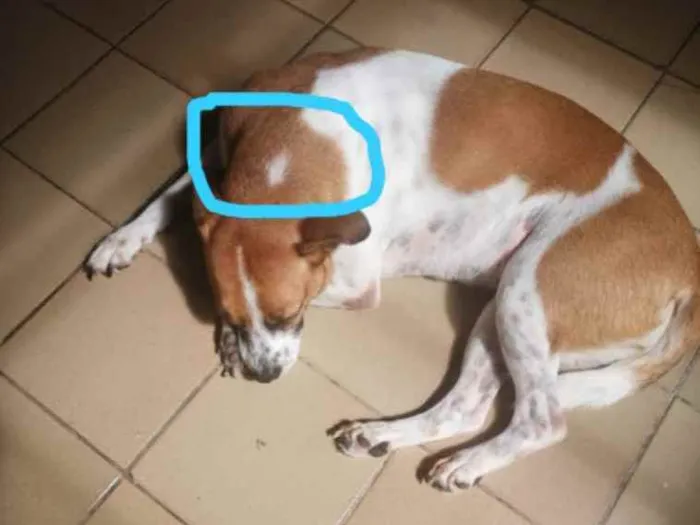 Cachorro ra a Vira lata idade 6 ou mais anos nome Caçula