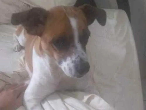 Cachorro ra a Vira lata idade 6 ou mais anos nome Caçula