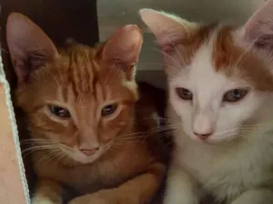Gato raça srd idade 2 a 6 meses nome Irmãos