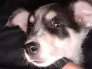 Cachorro raça Acho que é vira lata  idade Abaixo de 2 meses nome Não sei 