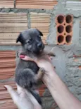 Marronzinho