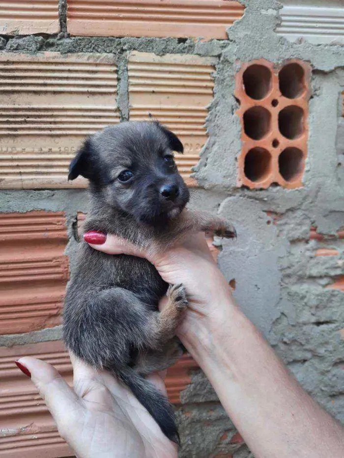 Cachorro ra a Border Collie, Poodle, SRD idade Abaixo de 2 meses nome Marronzinho