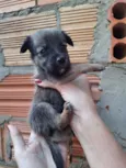 Marronzinho