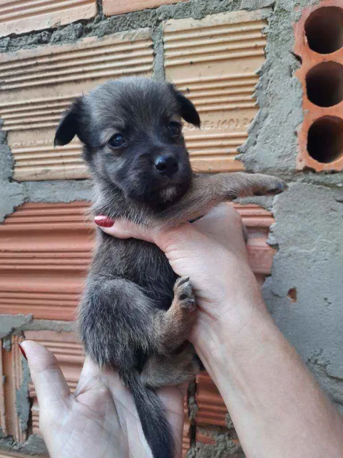 Cachorro ra a Border Collie, Poodle, SRD idade Abaixo de 2 meses nome Marronzinho