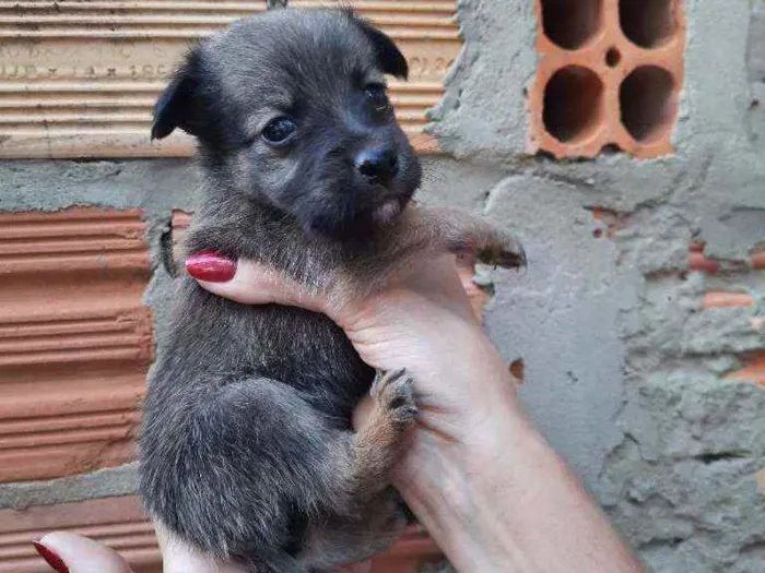 Cachorro ra a Border Collie, Poodle, SRD idade Abaixo de 2 meses nome Marronzinho