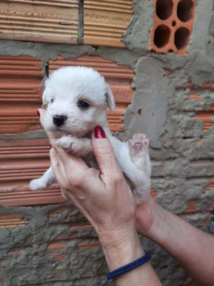 Cachorro ra a Border Collie, Poodle, SRD idade Abaixo de 2 meses nome Sem nome