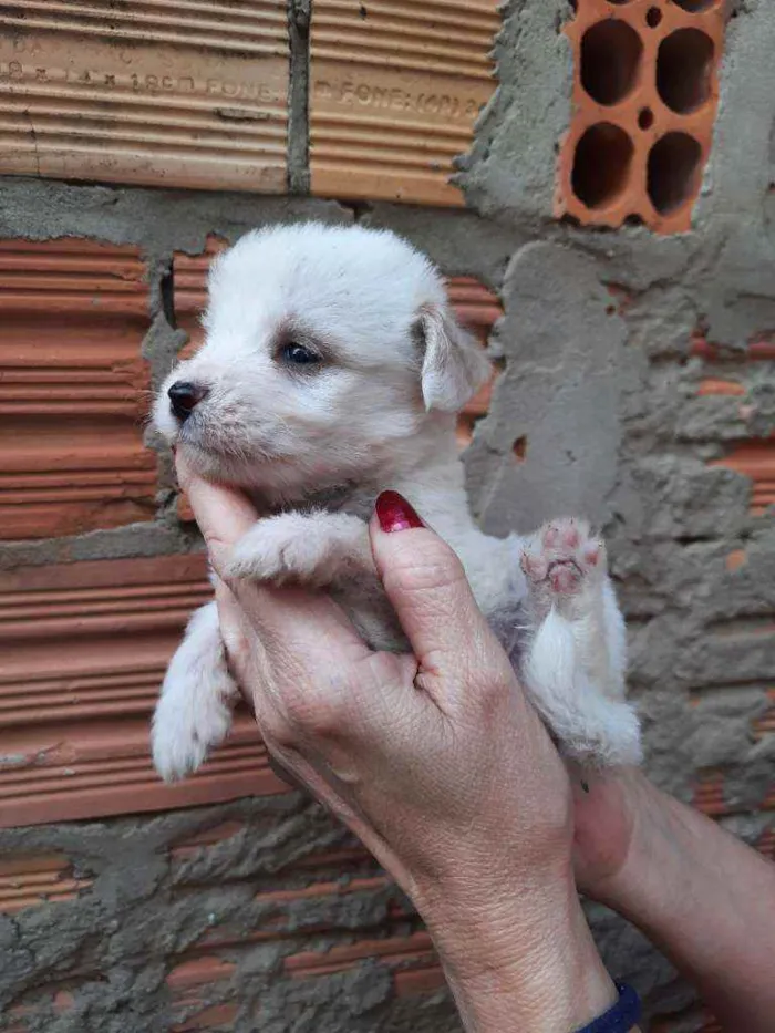 Cachorro ra a Border Collie, Poodle, SRD idade Abaixo de 2 meses nome Sem nome